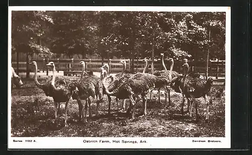 AK Ostrich Farm, Hot Springs, Ark., Strausse auf einer Farm
