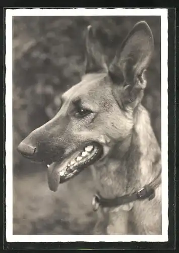 AK Hechelnder Schäferhund mit schlankem Kopf