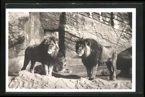 AK Hamburg-Stellingen, Carl Hagenbeck`s Tierpark, Berberlöwen in der Löwenschlucht
