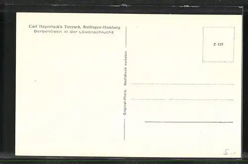 AK Hamburg-Stellingen, Carl Hagenbeck`s Tierpark, Berberlöwen in der Löwenschlucht