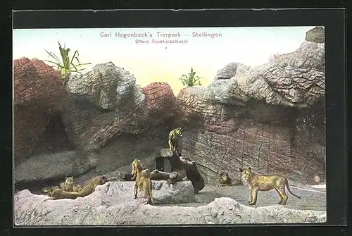 AK Hamburg-Stellingen, Carl Hagenbeck`s Tierpark, Offene Raubtierschlucht