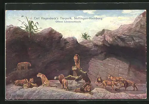 Künstler-AK Hamburg-Stellingen, Carl Hagenbeck`s Tierpark, Offene Löwenschlucht