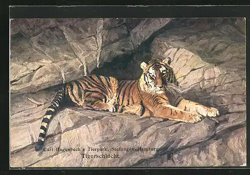 AK Hamburg-Stellingen, Carl Hagenbeck`s Tierpark, Tigerschlucht