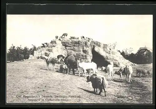 AK Hamburg-Stellingen, Carl Hagenbeck`s Tierpark, Felsenpartie im Pflanzenfresser-Gehege