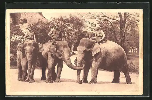 AK Hamburg-Stellingen, Carl Hagenbeck`s Tierpark, Reiter auf Elefanten