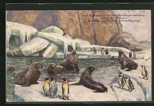 Künstler-AK Hamburg-Stellingen, Carl Hagenbeck`s Tierpark, Bassin für Walrosse, Seelöwen, Königs- und Brillen-Pinguine