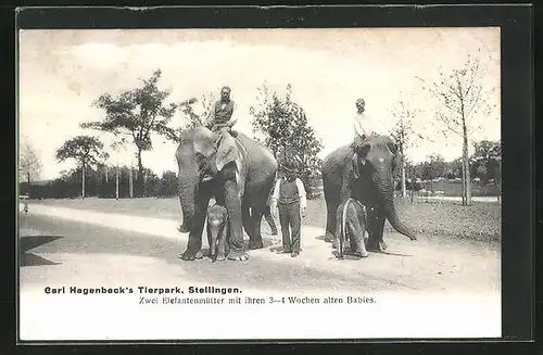 AK Stellingen, Carl Hagenbeck`s Tierpark, Zwei Elefantenmütter mit ihren 3-4 Wochen alten Babies