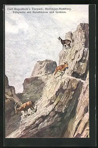 Künstler-AK Hamburg-Stellingen, Carl Hagenbecks Tierpark, Steinböcke und Gemsen