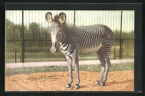 AK New York, Zebra im Zoo
