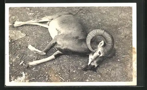 AK Erlegtes Mufflon nach Jagd