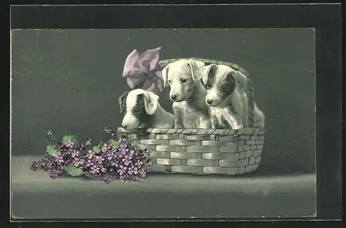 AK Drei kleine Terrier im Korb mit Blumen