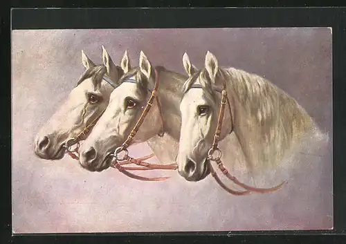 AK Drei weisse Pferde mit Halftern