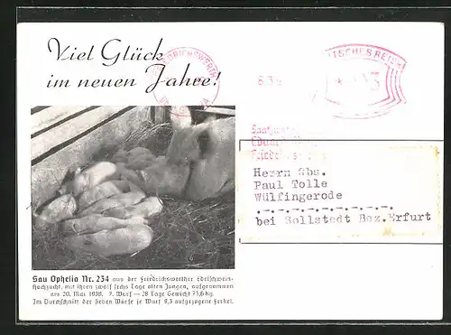 AK Friedrichswerth, Sau Ophelia Nr. 234 aus der Edelschweinzucht mit ihrem 7. Wurf