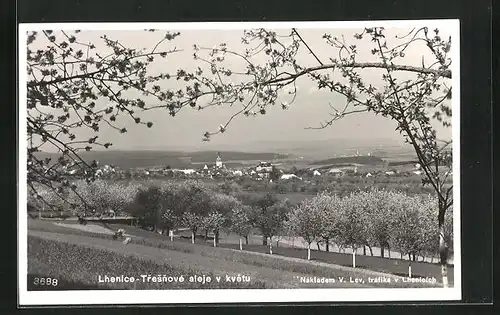 AK Lhenice, Tresnove aleje v kvetu