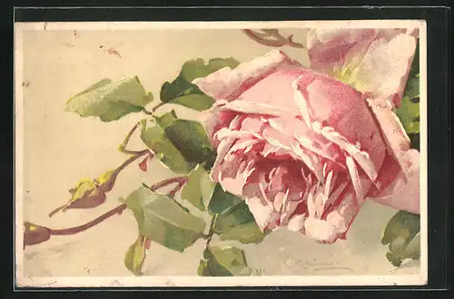 Künstler-AK Catharina Klein: Rosenblüte in rosé