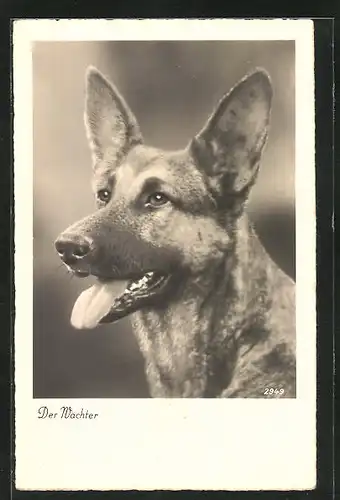 AK Der Wächter, Portrait eines wachsamen Schäferhundes