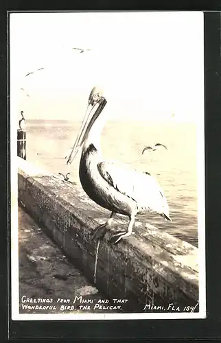 AK Pelican at the Miami Pier