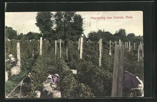 AK Chehalis, Washington, Hop-picking, Landwirtschaft