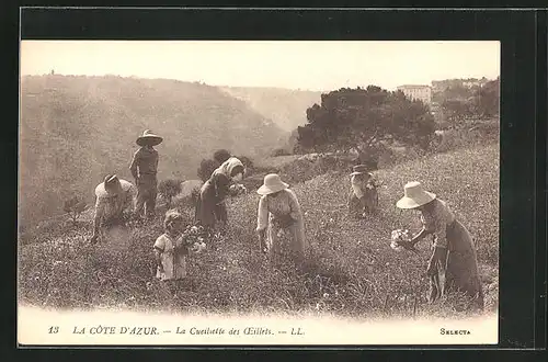 AK La Cote D`Azur, La Cueillette des Aeillels, Ernte auf dem Feld, Parfümeur