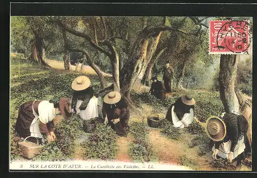 AK Sur La Cote D`Azur, La Cueillette des Violettes, Arbeiter bei der Ernte, Parfümeur