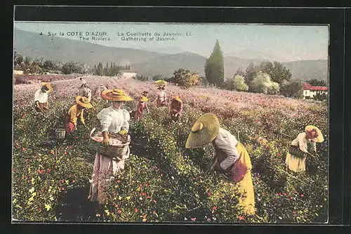 AK Sur la Cote D`Azur, La Cueillette du Jasmin, Parfümeur