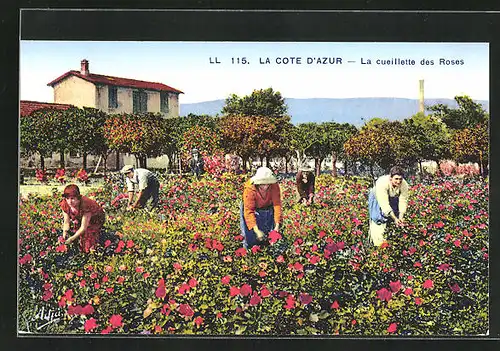 AK La Cote D`Azur, La cueillette des Roses, Parfümeur