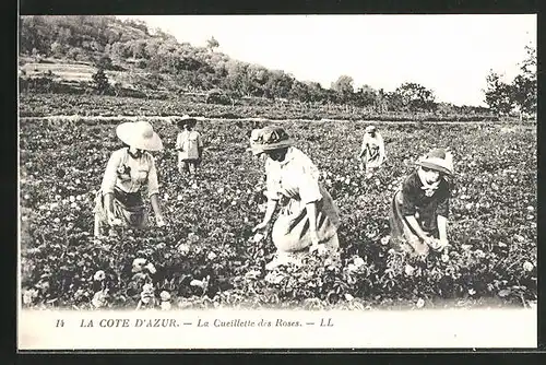 AK La Cote D`Azur, La Cueillette des Roses, Pflücker auf dem Feld, Parfümeur