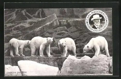 AK Zirkus Carl Hagenbeck, Eisbären auf dem Felsen