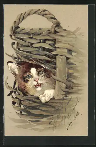 Präge-AK Weiss-braune Katze durch ein Loch im Korb