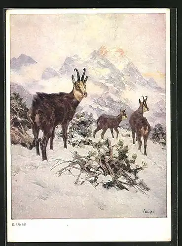 Künstler-AK Gemsen in winterlicher Berglandschaft