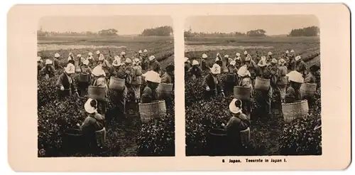 Fotografie unbekannter Fotograf und Ort, Japanerinnen bei der Teeernte mit Bastkörben, asiatische Volkstypen