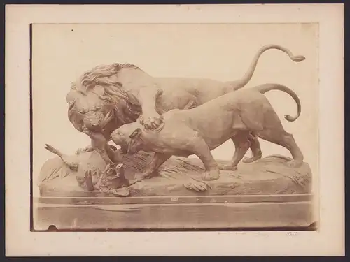 Fotografie unbekannter Fotograf, Ansicht Paris, Plastik Löwen reissen ein Wildschwein, Grossformat 32 x 23cm