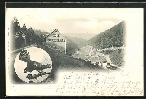 AK Schluchsee, Gasthof Auerhahn, Blick ins Thal