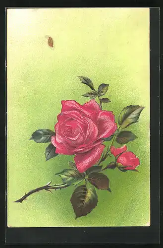 Künstler-AK Rosenzweig auf grünen Hintergrund