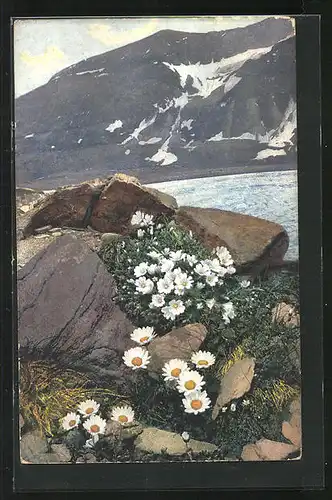 Künstler-AK Photochromie Nr. 905: Cerastium uniflorum, Chrysanthemum alpinum