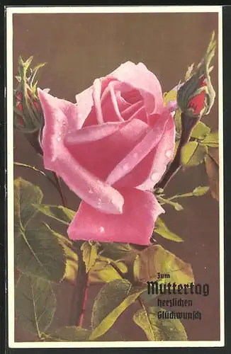 Künstler-AK Photochromie Nr. 2002: Rose zum Muttertag