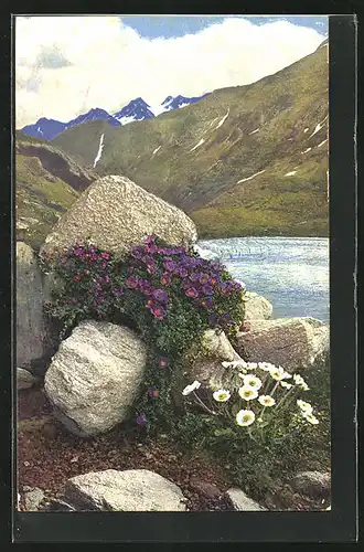 Künstler-AK Photochromie Nr. 891: Saxifraga oppositifolia, Ranunculus alpestris