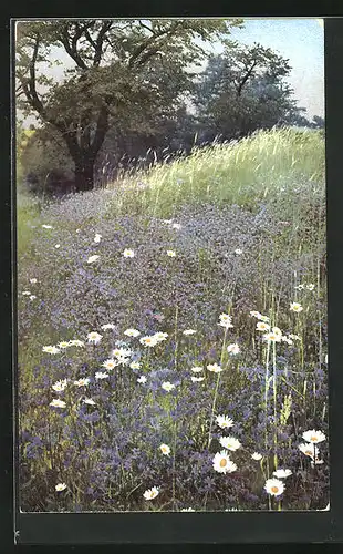 Künstler-AK Photochromie Nr. 2238: Blumenwiese