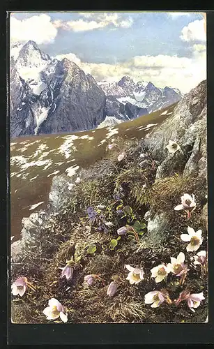 Künstler-AK Photochromie Nr. 761: Pulsatilla vernalis, Soldanella alpina