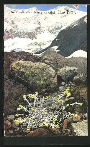 Künstler-AK Photochromie Nr. 932: Artemisia Mutellina