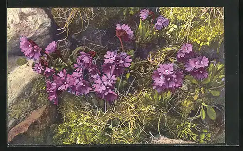 Künstler-AK Photochromie Nr. 1421: Primula glutinosa