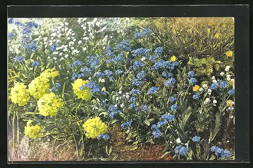 Künstler-AK Photochromie Nr. 888: Teil einer Blumenwiese