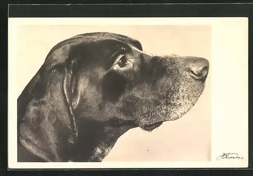 AK Jagdhund, Portrait des eleganten Tieres