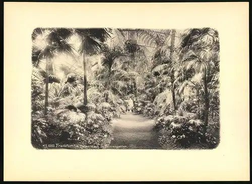 Fotografie - Lichtdruck, Ansicht Frankfurt / Main, Palmenhaus im Palmengarten, Grossformat 34 x 25cm