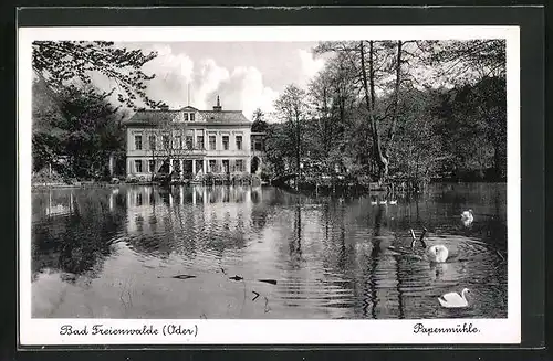 AK Bad Freienwalde, Papenmühle, Schwäne