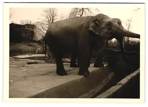 3 Fotografien unbekannter Fotograf, Ansicht Berlin, Zoologischer Garten, Elefant & Tiger - Gehege