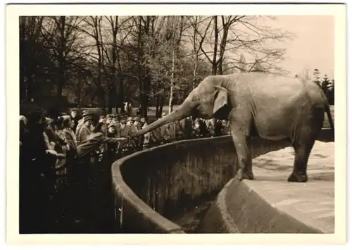 3 Fotografien unbekannter Fotograf, Ansicht Berlin, Zoologischer Garten, Elefant & Tiger - Gehege
