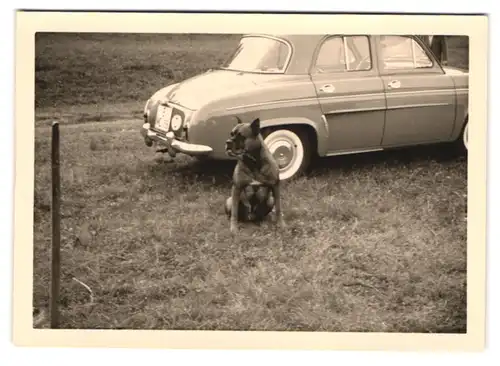 3 Fotografien Auto Renault Dauphine, PKW mit Kfz-Kennzeichen Berlin mit Hund & beim Camping