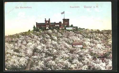 AK Werder a. H., Blick auf die Wachtelburg in voller Baumblüte