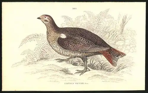 Stahlstich Das gemeine Birkhuhn, altkoloriert, aus Cabinet des Thierreiches v. Sir William Jardine, III. Ornithologie